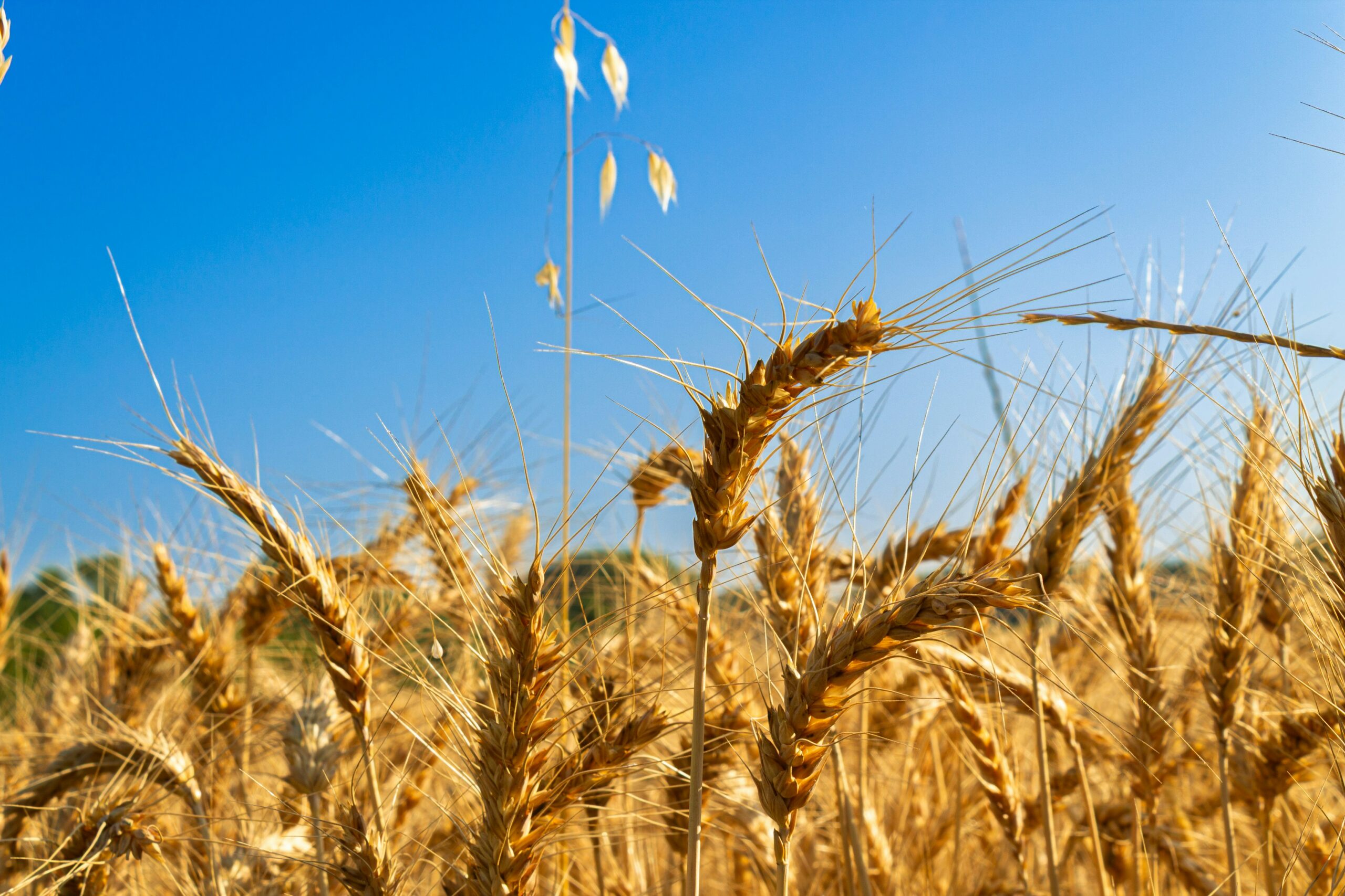 Global Food Prices Continue Decline Amidst Strong Supplies, Export Optimism