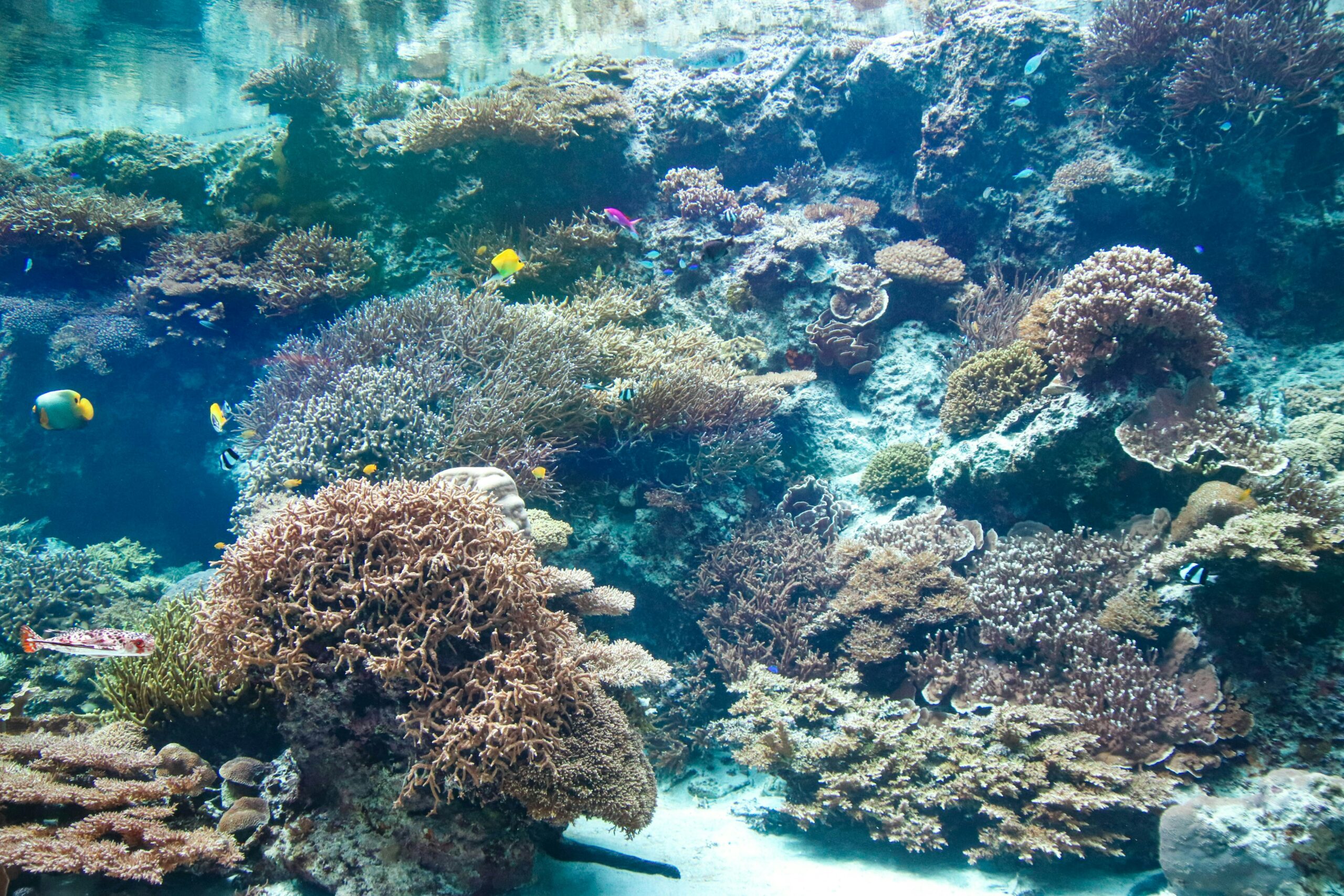 Ocean Temperatures Shatter Records, Threatening Marine Ecosystems